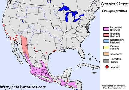 Greater Pewee - Range Map