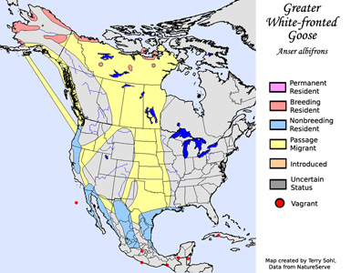 Greater White-fronted Goose - Range map