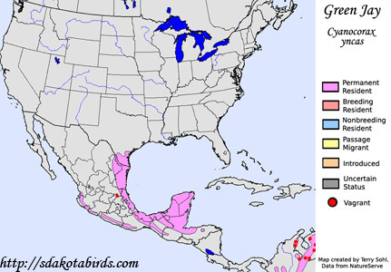 Green Jay - Range Map