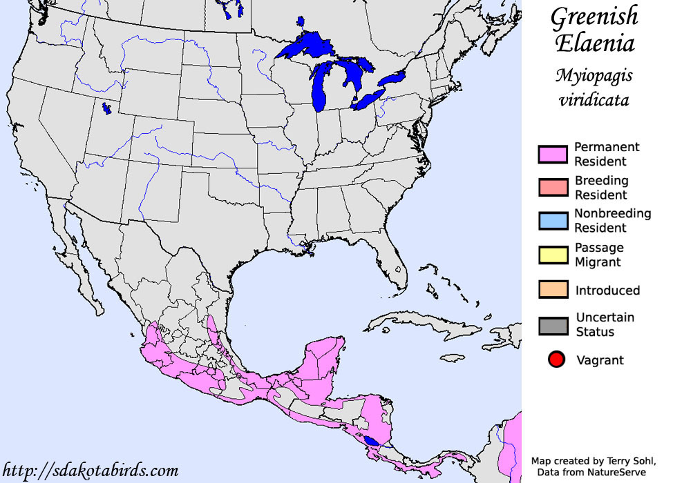 Greenish Elaenia - North American Range Map