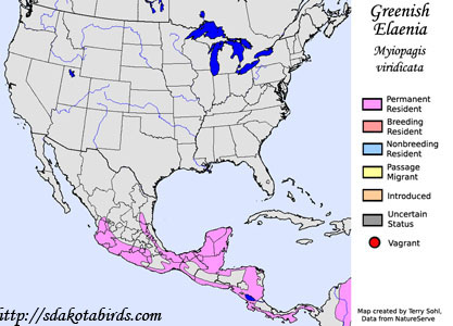 Greenish Elaenia - Range Map