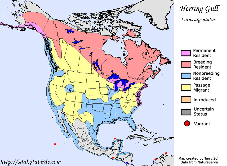 Herring Gull Species Range Map
