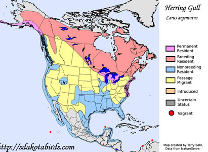 Herring Gull - Range Map