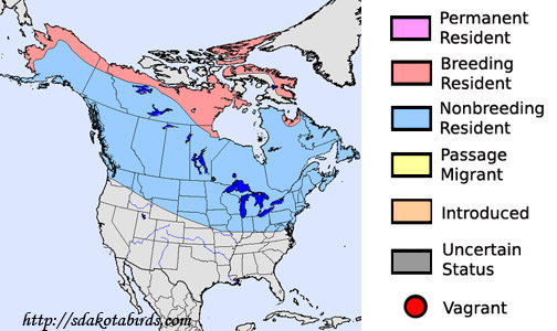 Hoary Redpoll - Species Range Map