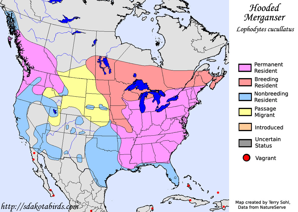 Hooded Merganser Species Range Map