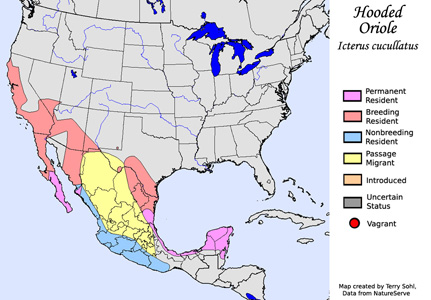 Hooded Oriole - Range Map