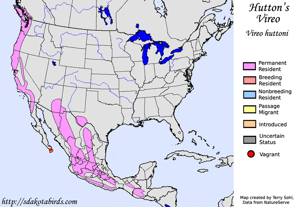 Hutton's Vireo - North American Range Map