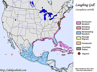 Laughing Gull - Range Map