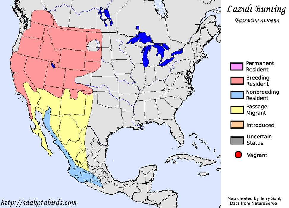 Lazuli Bunting - Range Map