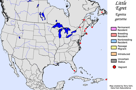 Little Egret - Range Map