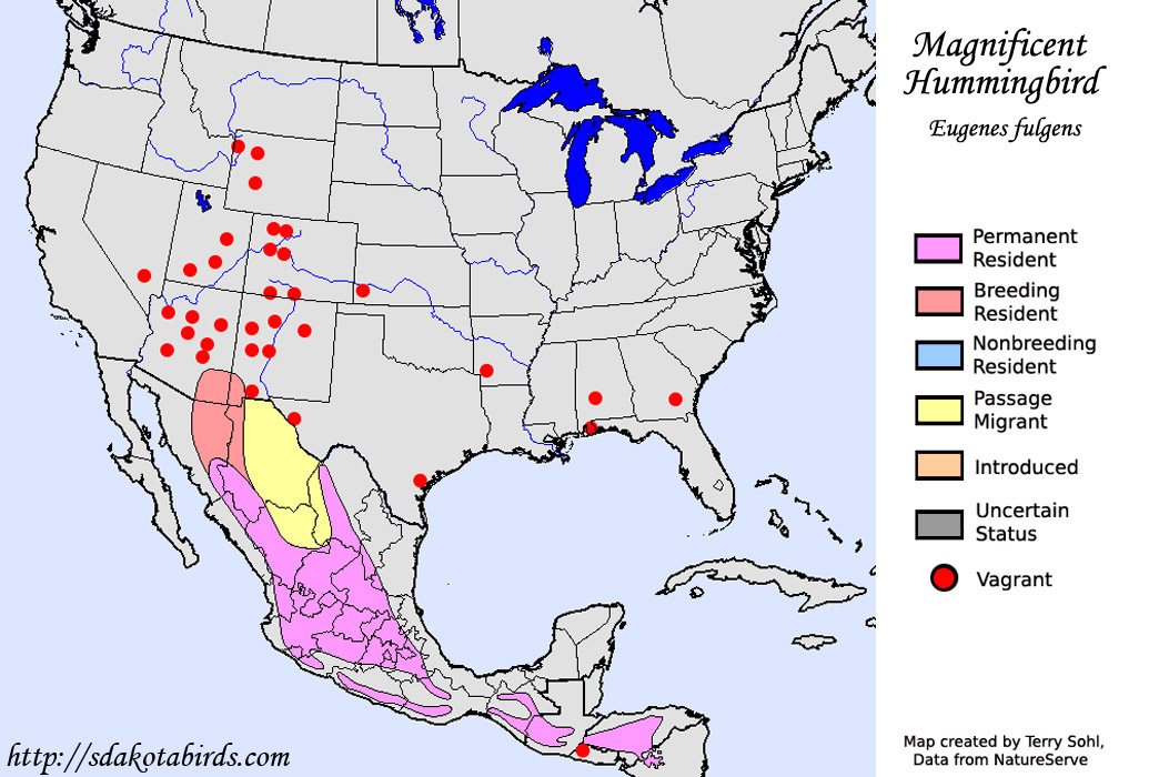 Magnificent Hummingbird - Eugenes fulgens - Range Map