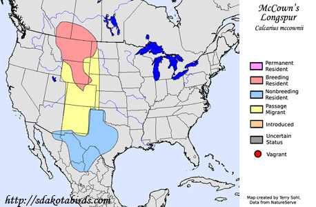 McCown's Longspur - Calcarius mccownii