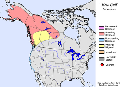 Mew Gull - Range Map