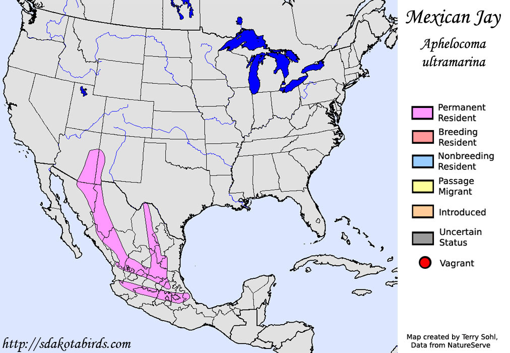 Mexican Jay - North American Range Map