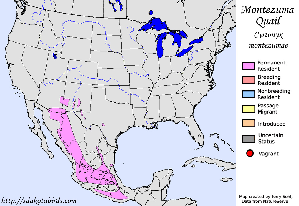Montezuma Quail - Species Range Map