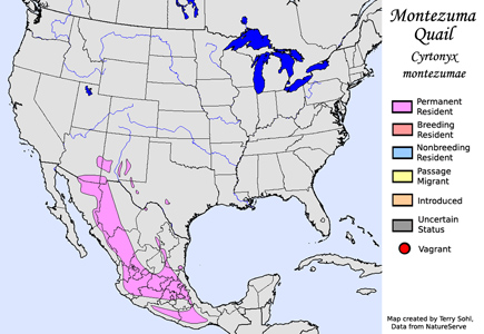 Montezuma Quail - Range Map