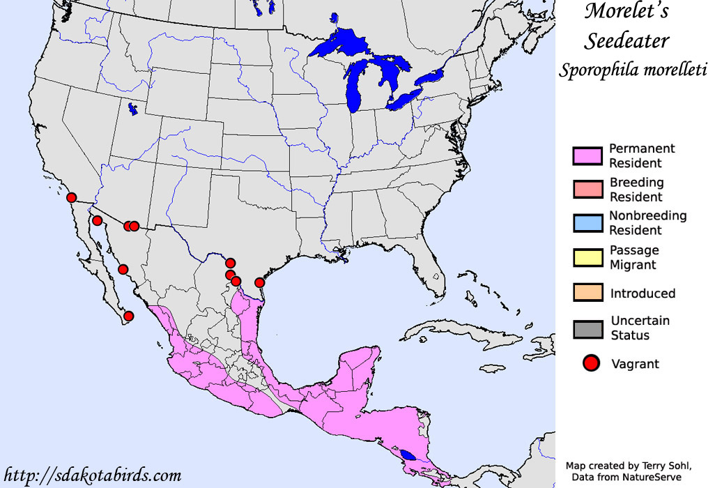 Morelet's Seedeater - North American Range Map