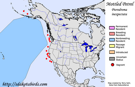 Mottled Petrel - Range Map