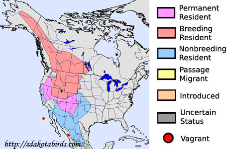Mountain Bluebird - Species Range Map