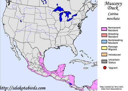 Muscovy Duck - Range Map
