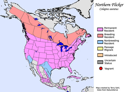 Northern Flicker - Colaptes auratus - Range Map