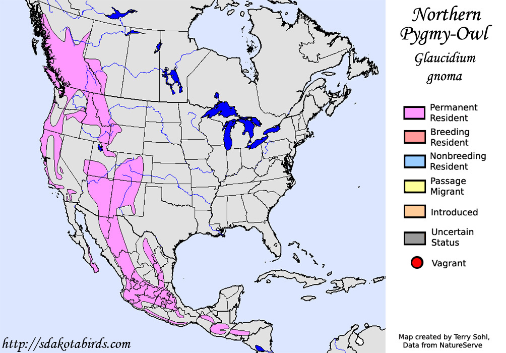 Northern Pygmy-Owl - North American Range Map