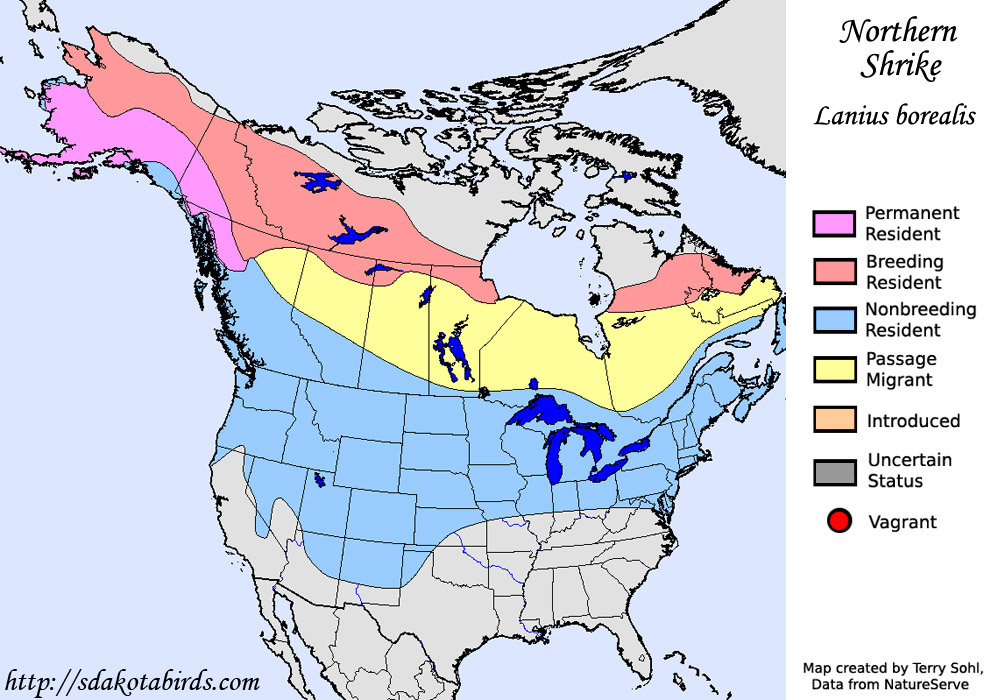 Northern Shrike - Range Map