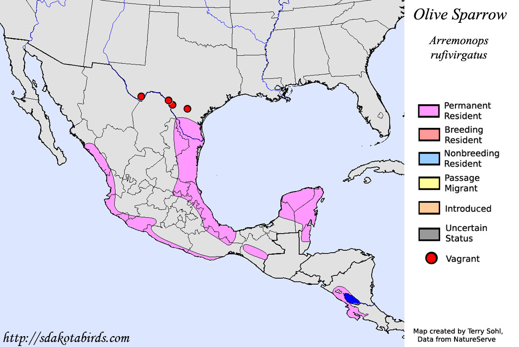 Olive Sparrow - North American Range Map