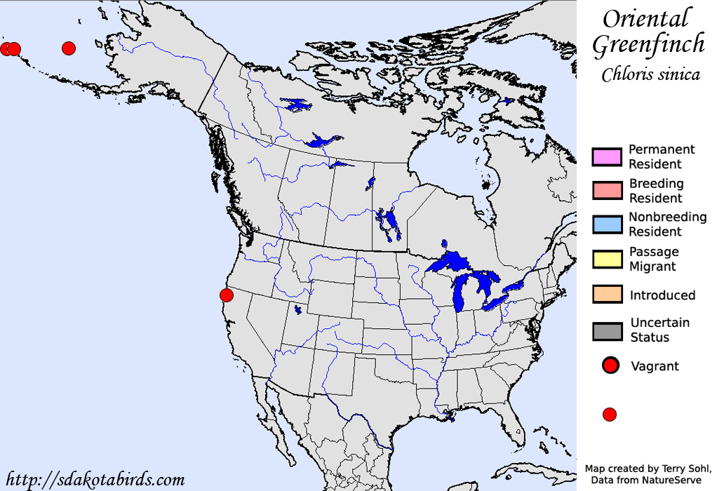 Oriental Greenfinch - Range Map