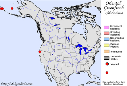 Oriental Greenfinch - Range Map