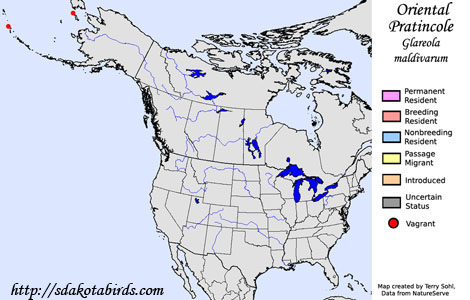 Oriental Pratincole - Range Map