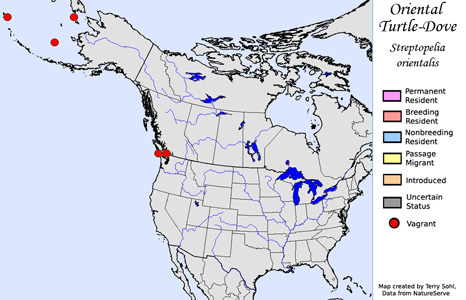 Oriental Turtle Dove - Range Map