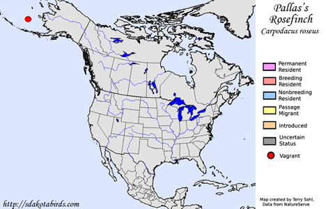Pallas's Rosefinch - Range Map