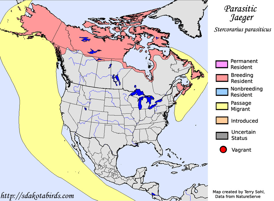 Parasitic Jaeger - Range Map