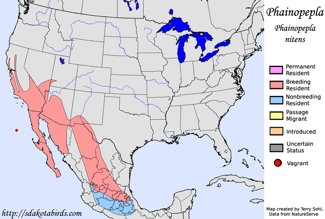 Phainopepla - North American Range Map