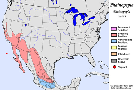Phainopepla - Range Map