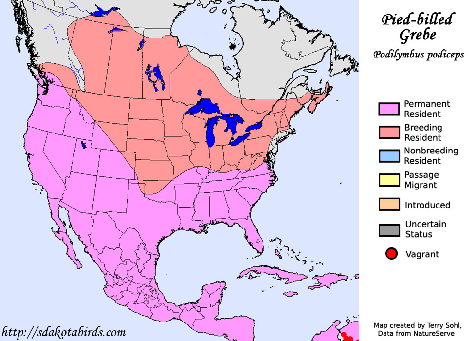 Pied-billed Grebe - Range map