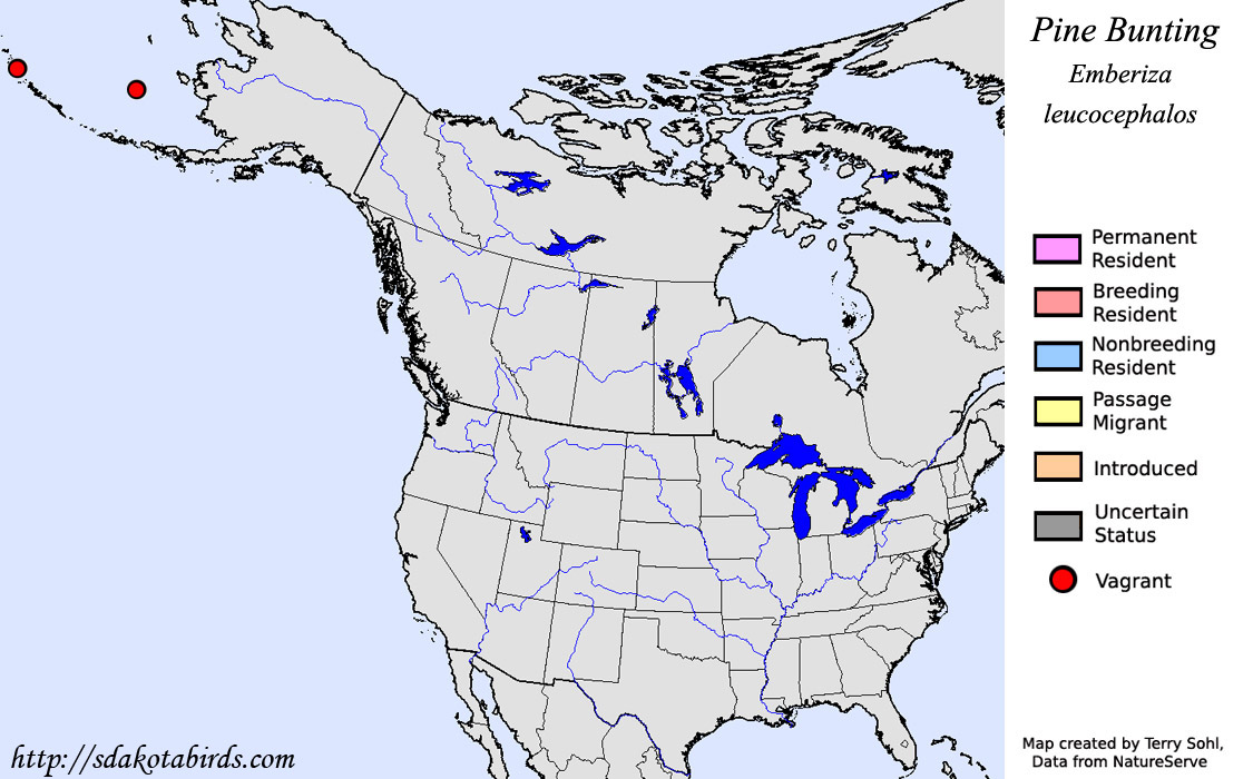 Pine Bunting - North American Range Map