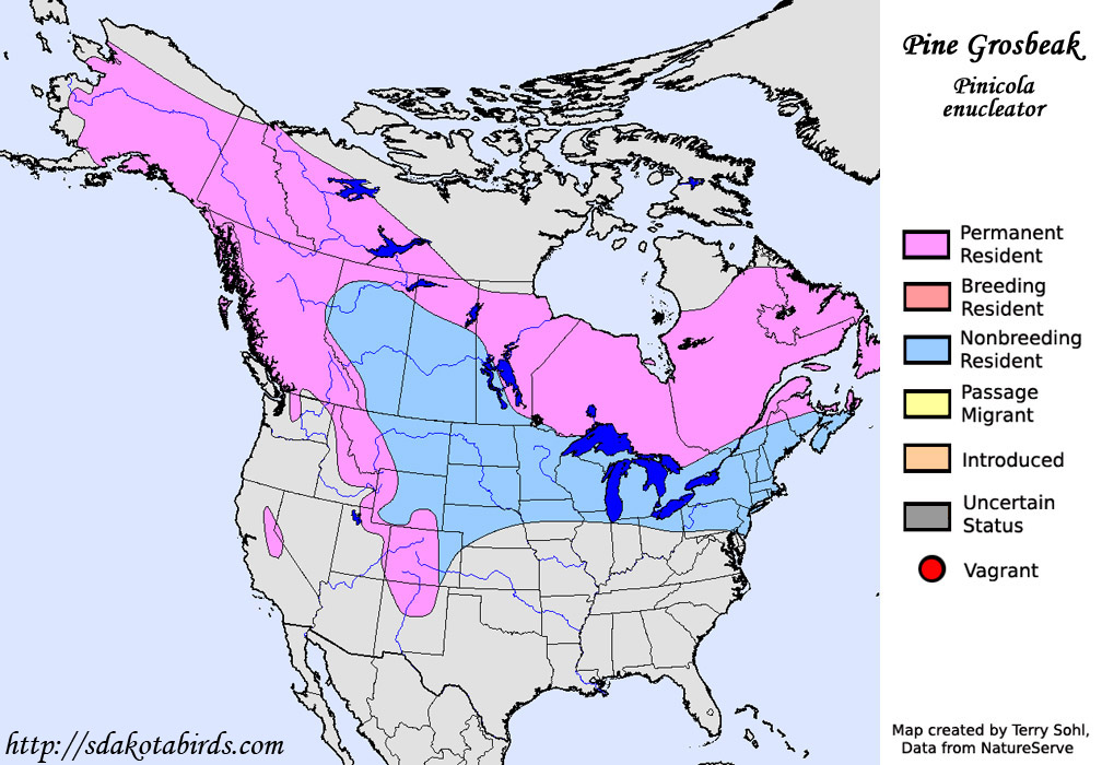 Pine Grosbeak - Species Range Map