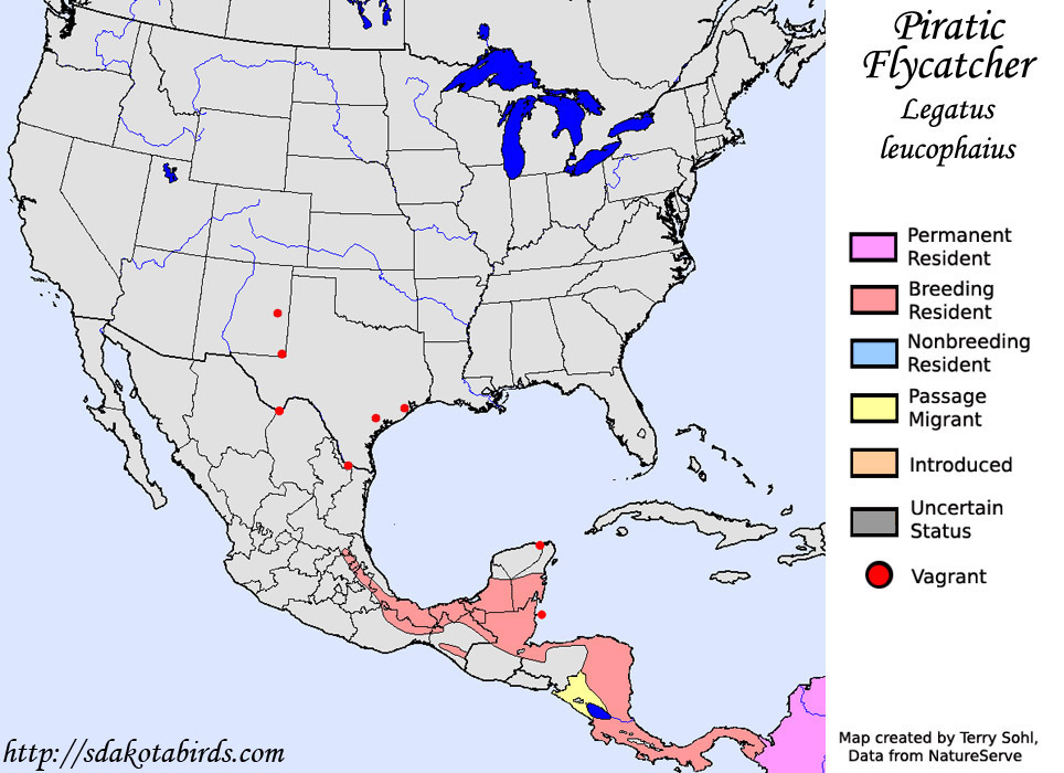 Piratic Flycatcher - North American Range Map