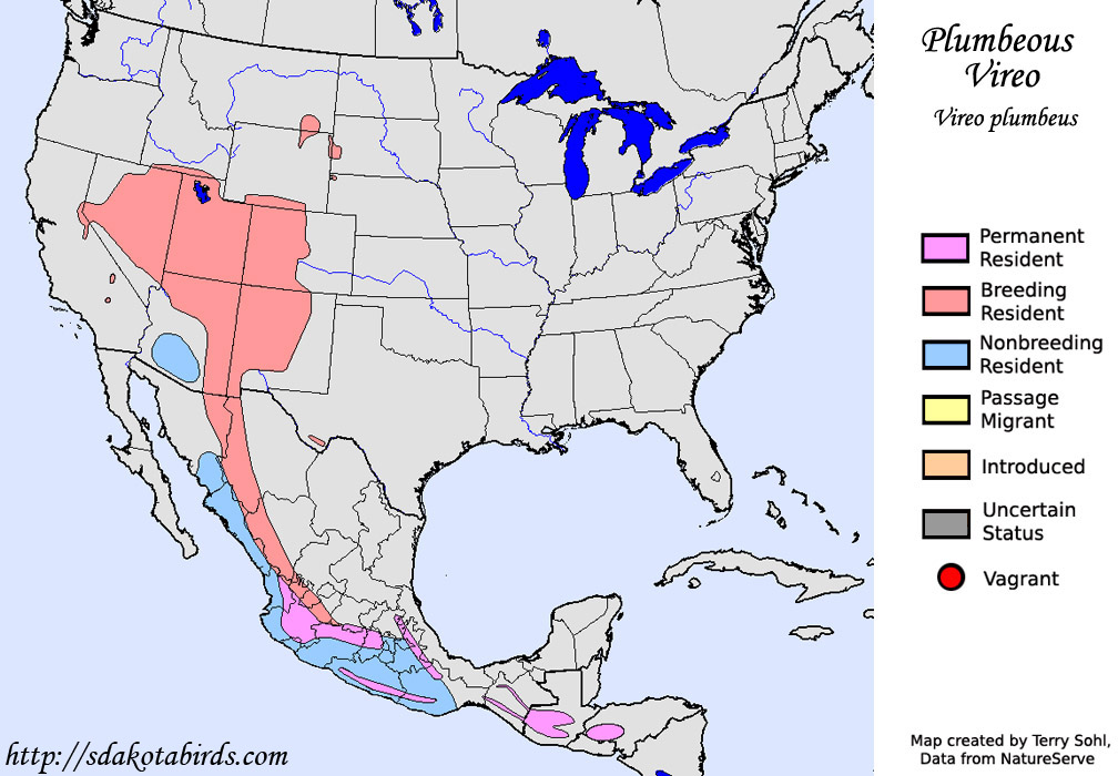 Plumbeous Vireo - Range Map
