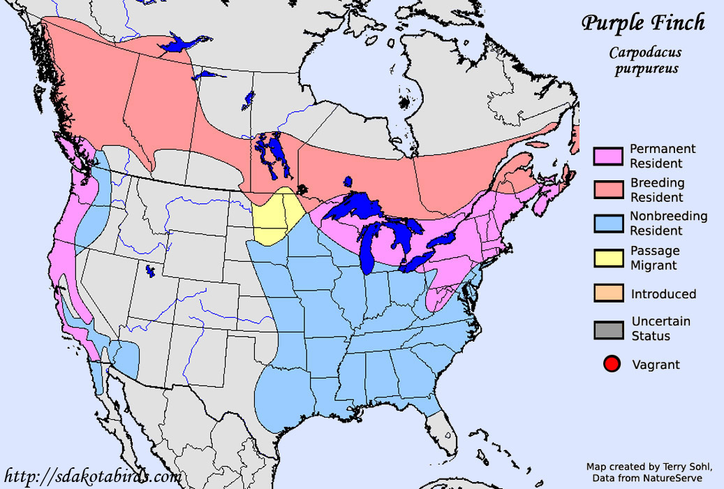 Purple Finch Species Range Map,Is Soy Milk Healthy For You