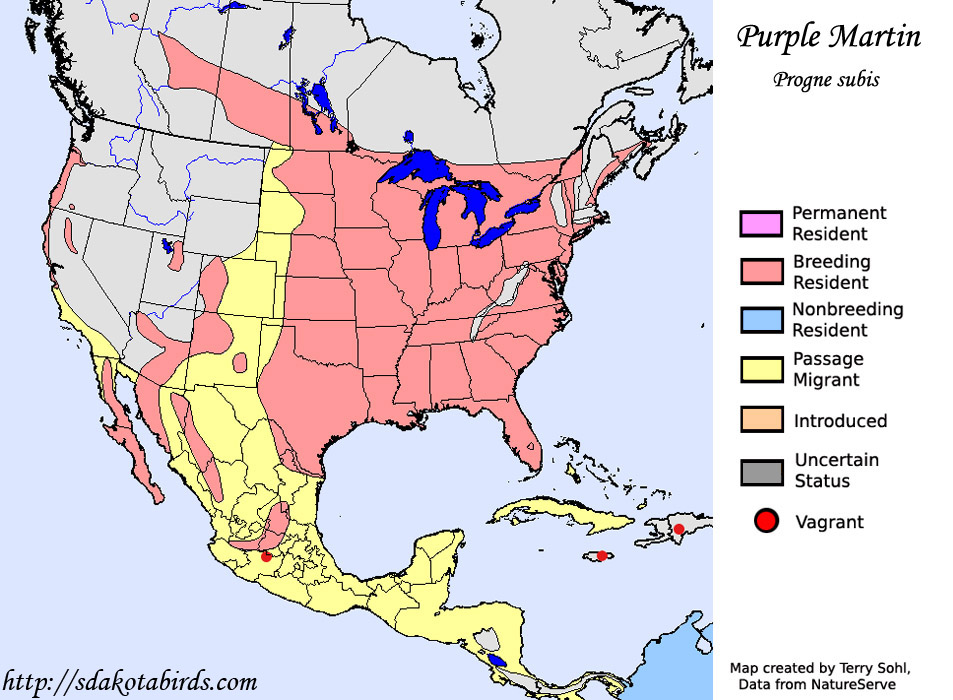 Purple Martin Species Range Map