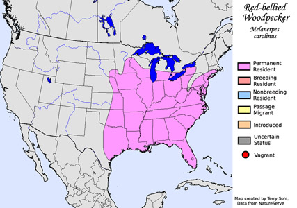 Red-bellied Woodpecker - Melanerpes carolinus - Range map