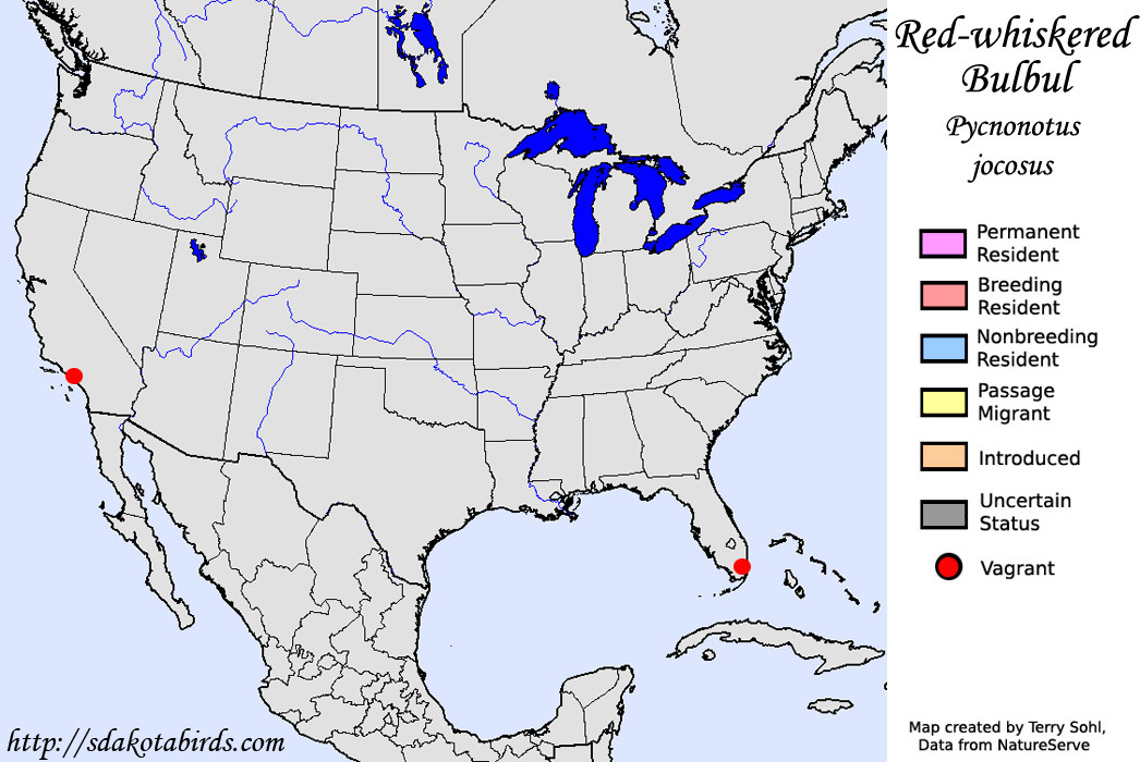 Red-whiskered Bulbul - North American Range Map