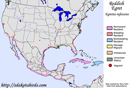 Reddish Egret - Range Map