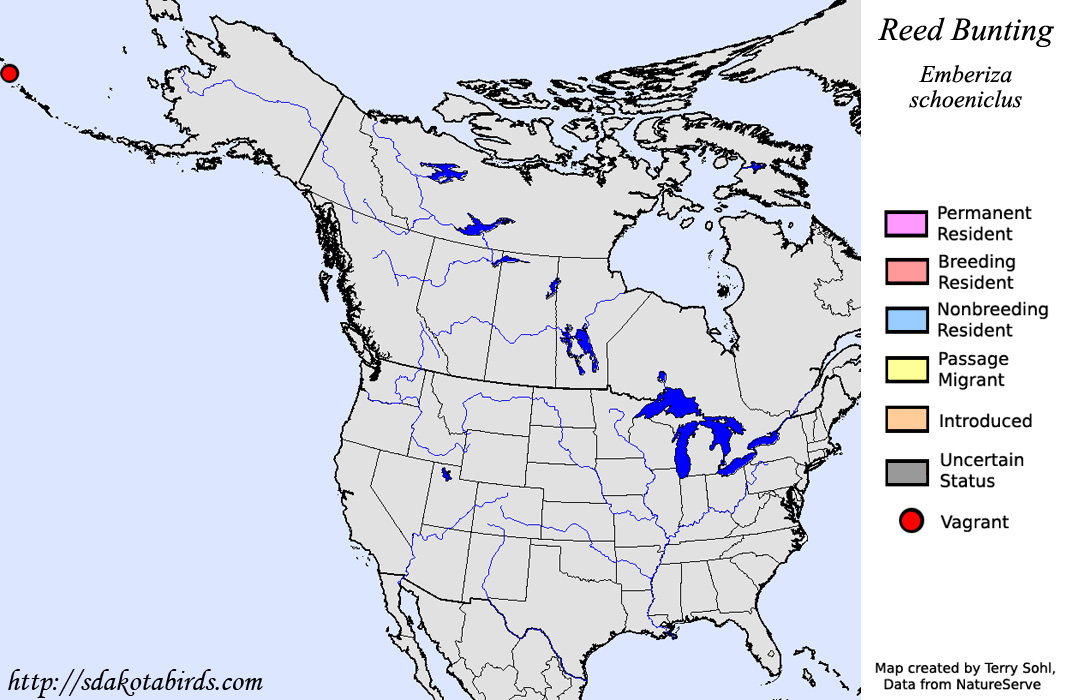 Reed Bunting Species Range Map