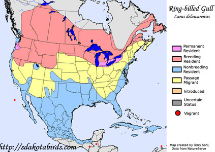 Ring-billed Gull - Range Map