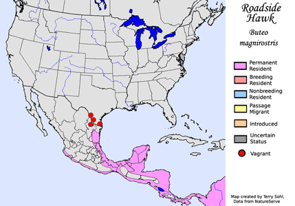 Roadside Hawk - Range Map