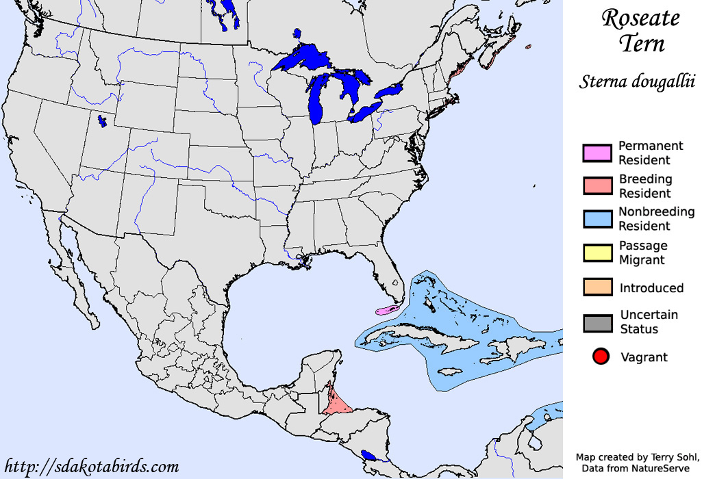 Roseate Tern - North American Range Map